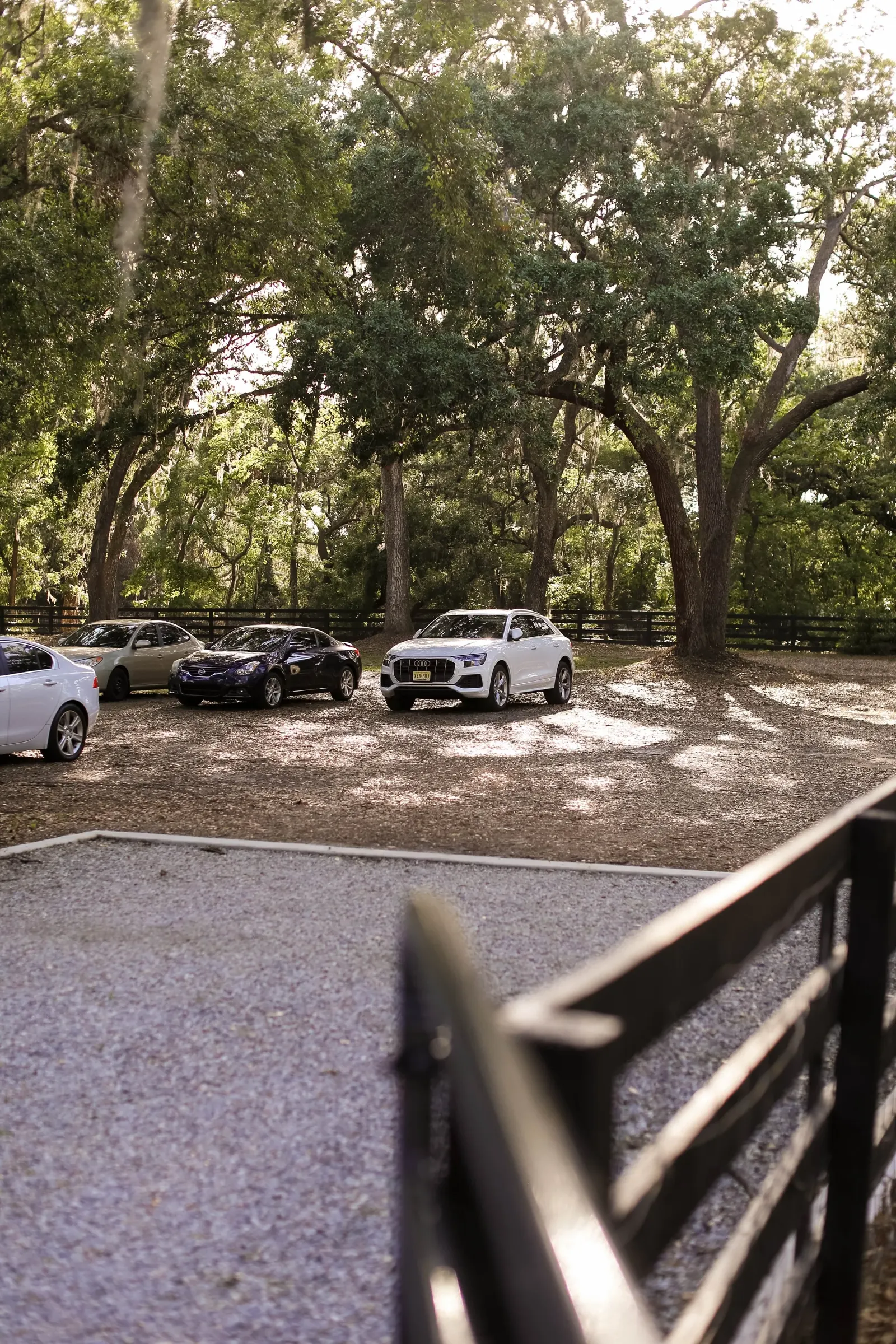 The oak canopy over the ranch's entrance and parking area