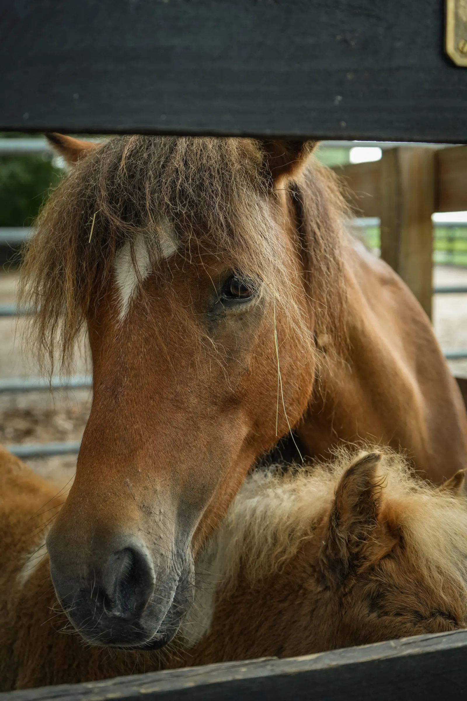 Coco, a chestnut miniature mare, looking over the fence