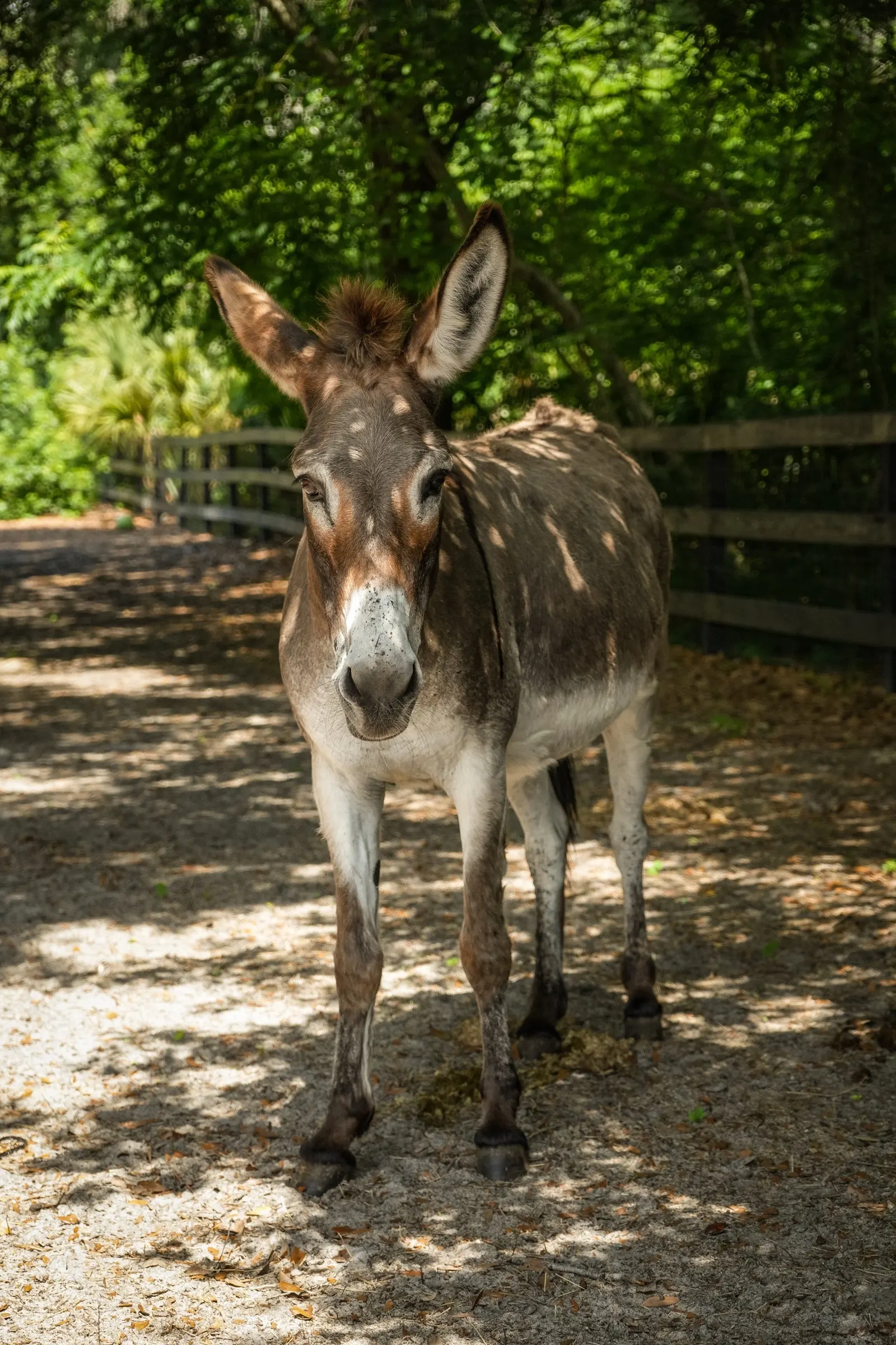 Queso the donkey standing in the paddock