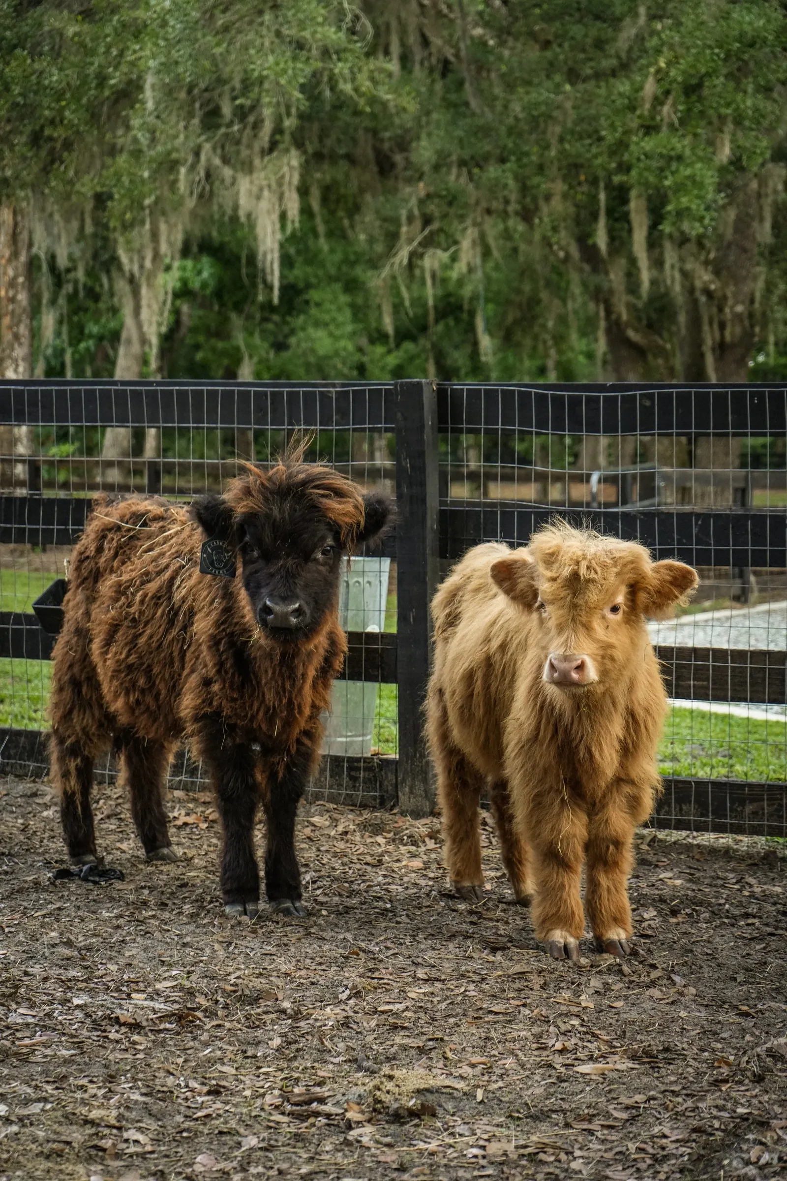 Two shaggy miniature Highland cattle by the fence