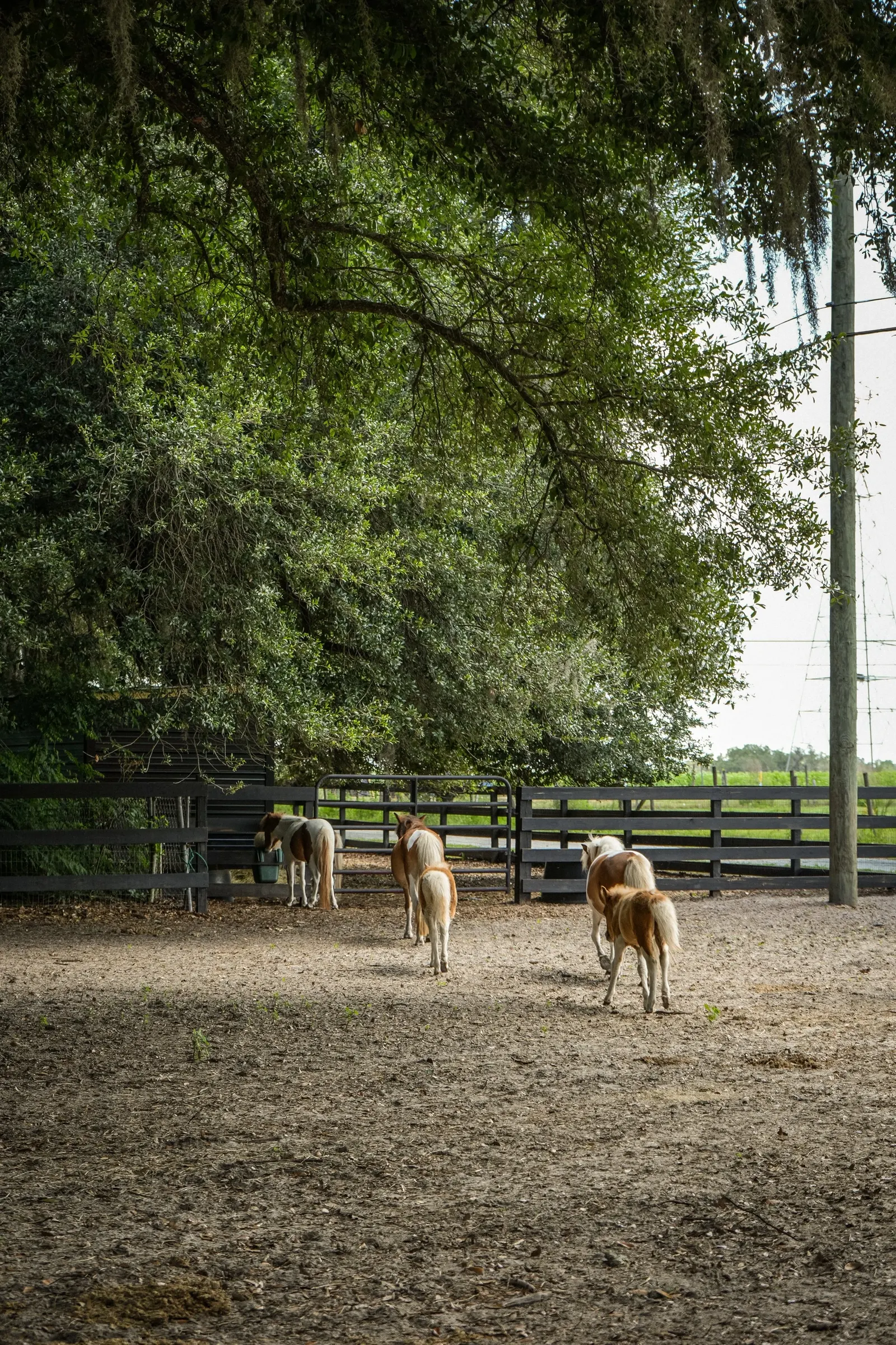 Miniature horses in the shaded pasture under the oaks