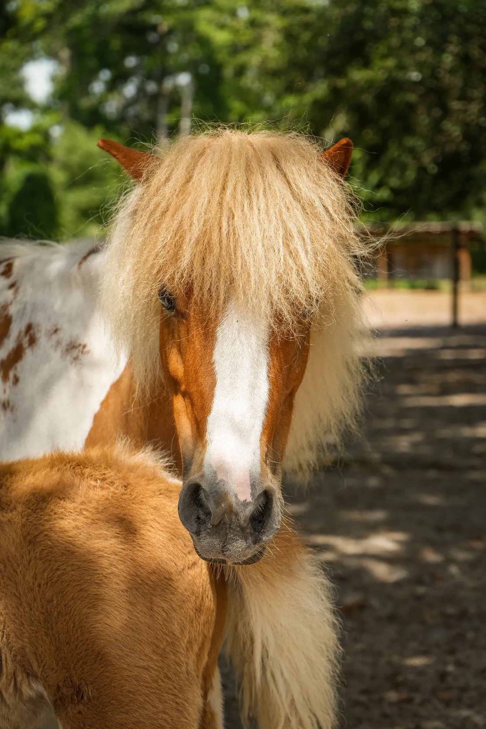 Carousel, a brown and white pinto miniature mare
